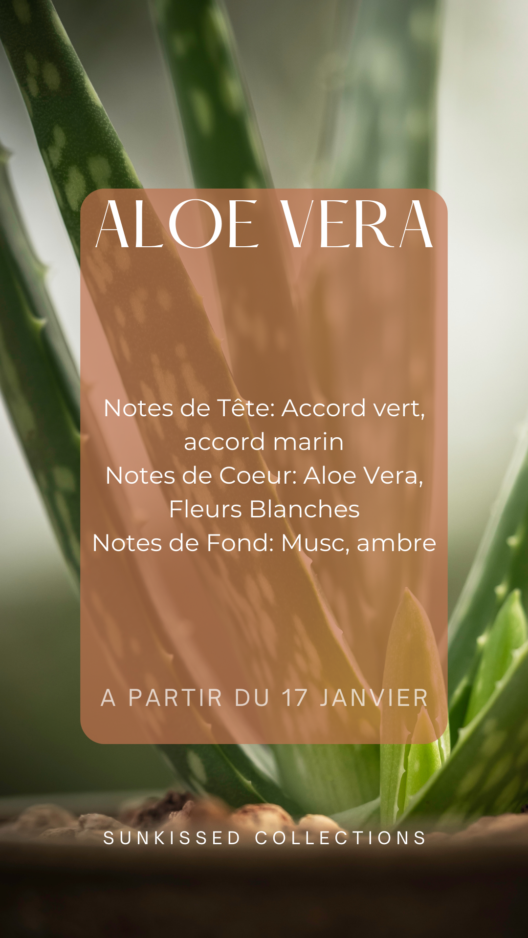 Fondant Parfumé - Aloe Vera
