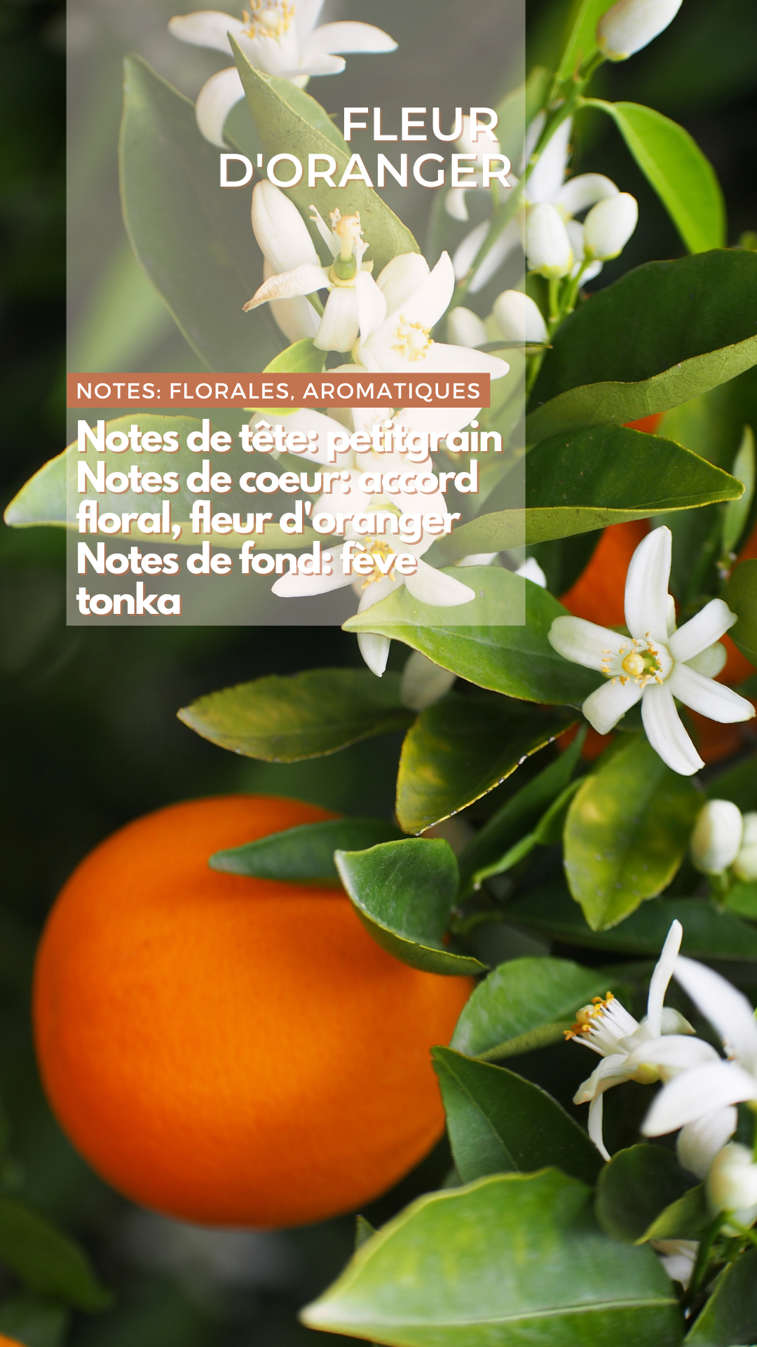 Bougie - Fleur d'Oranger